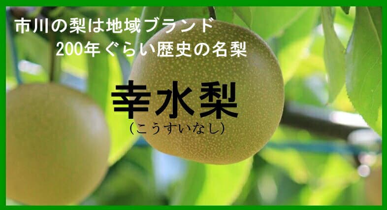 市川の梨