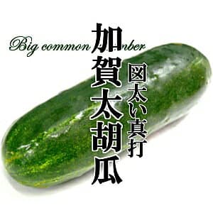 加賀太黃瓜