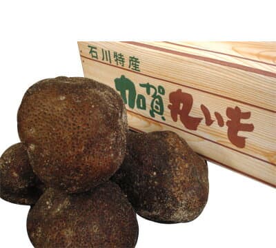 加賀圓山藥