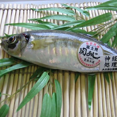 關鯵竹筴魚