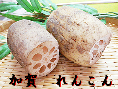 加賀蓮藕