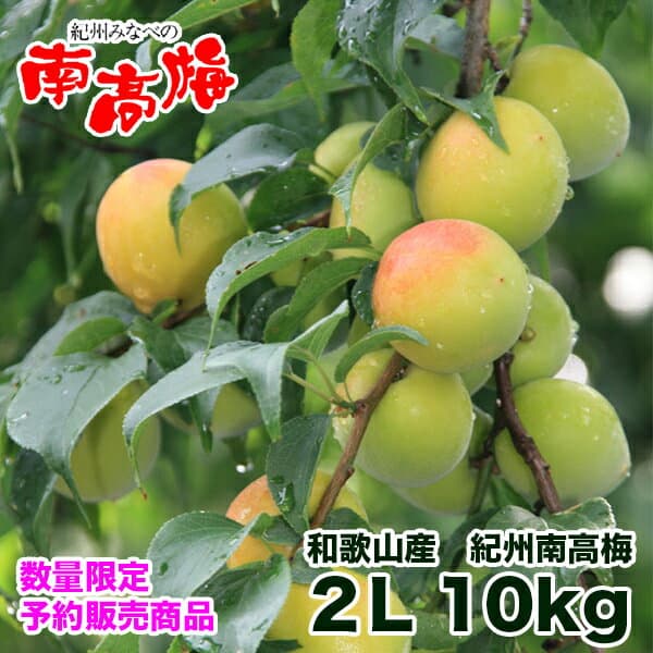 紀州みなべ南高梅青梅