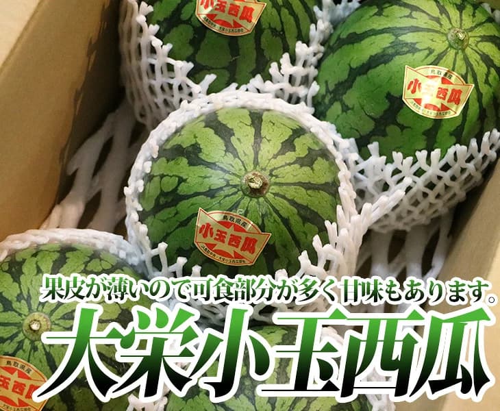 Daiei watermelon