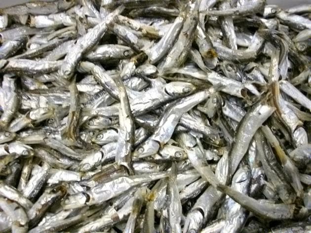 香川伊吹大羽伊利小魚乾