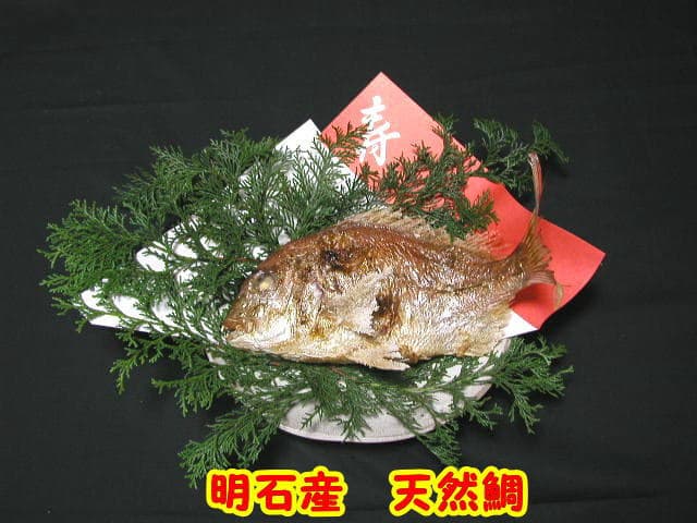 明石鯛