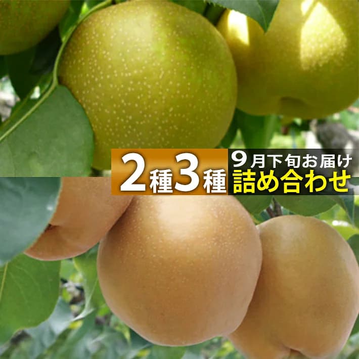 Kariya Pear Assortment from Sakata, Shonai, Yamagata