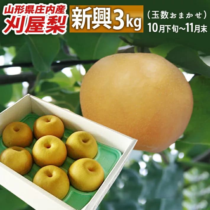 Kariya Nashi Shinko Japanese Pears from Sakata, Yamagata
